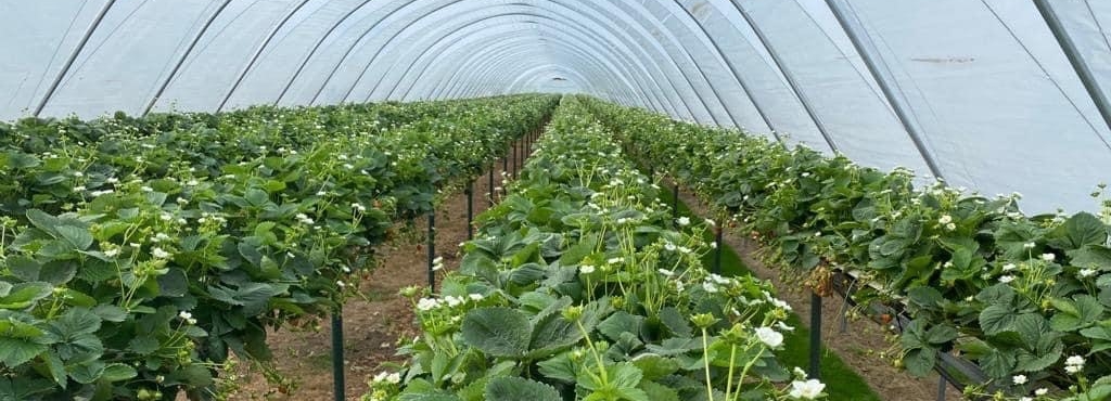 Strawberry plants in tunnel